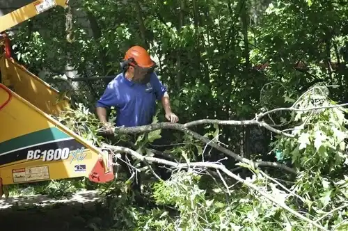 tree services Chillicothe
